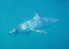 Mako Shark